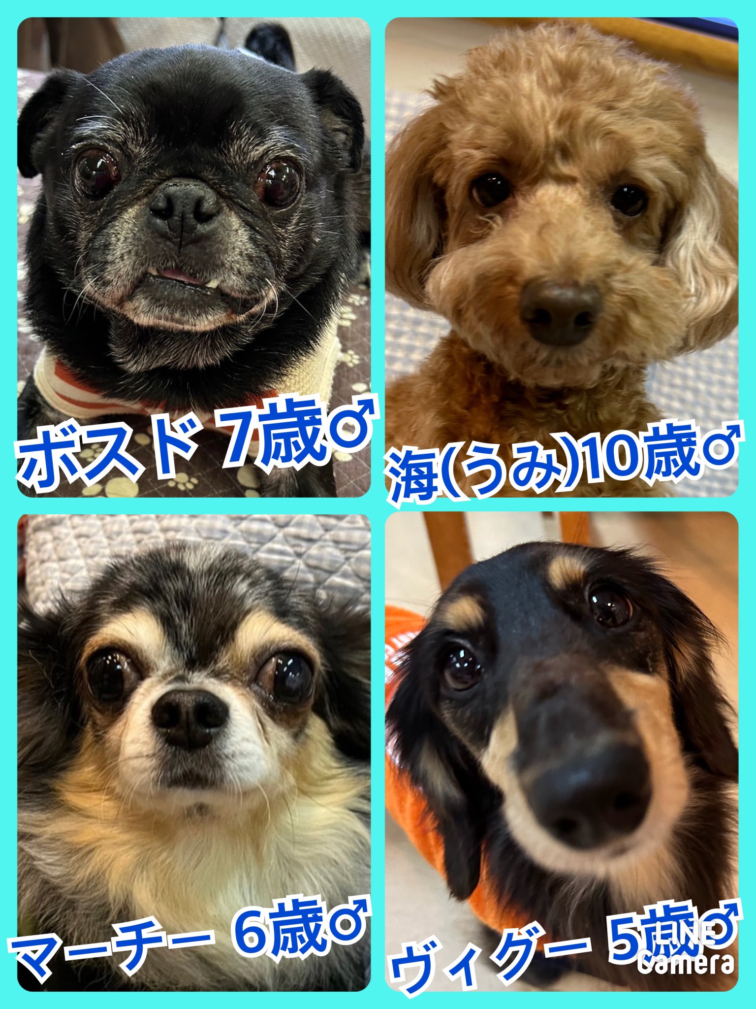 🐾今日の里親様募集中ワンコ🐶メンバーです🐾2023,12,31【保護犬カフェ天神橋店】